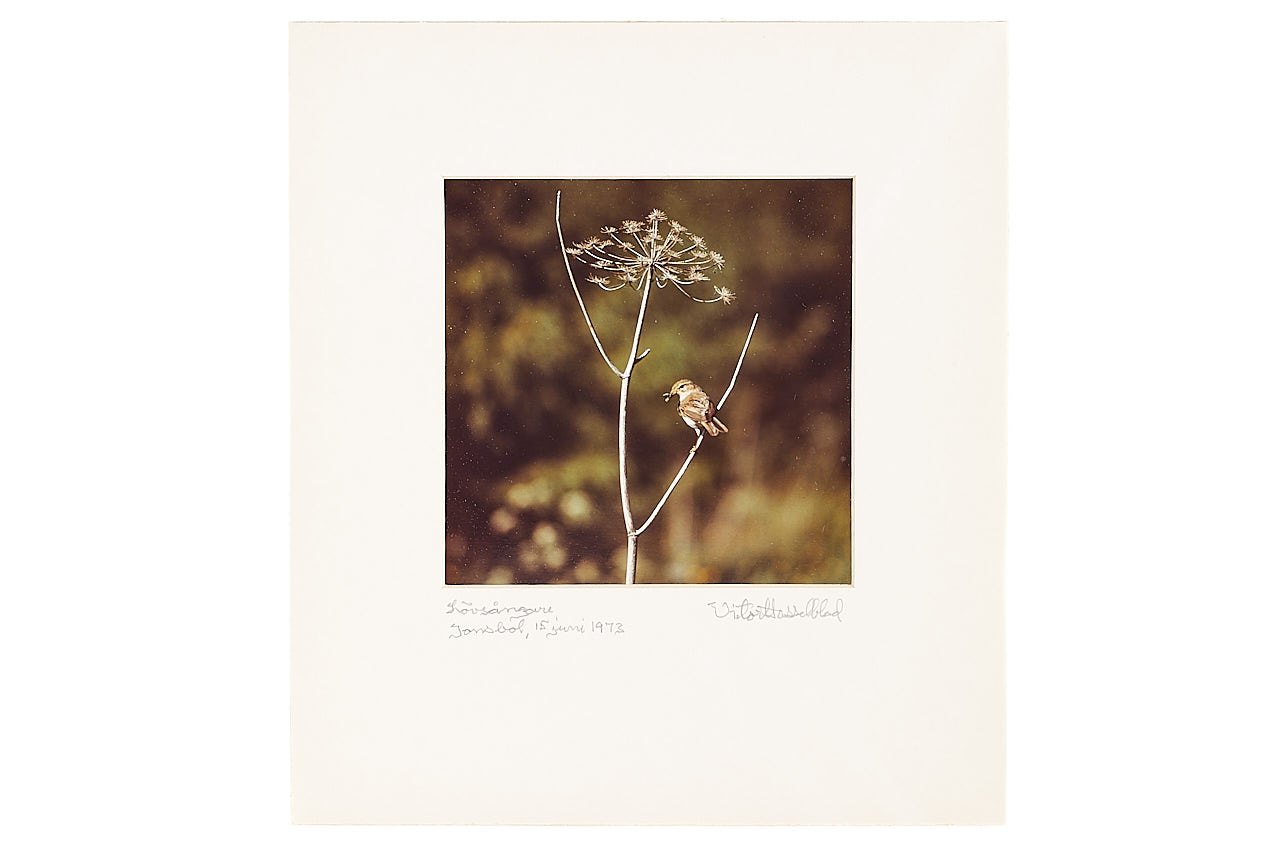 Victor Hasselblad Photographs set * | A00458