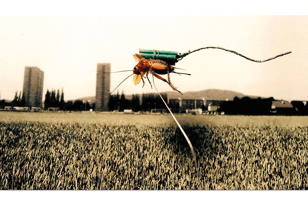 Judith Pichlmüller (*1978), "Grillen"