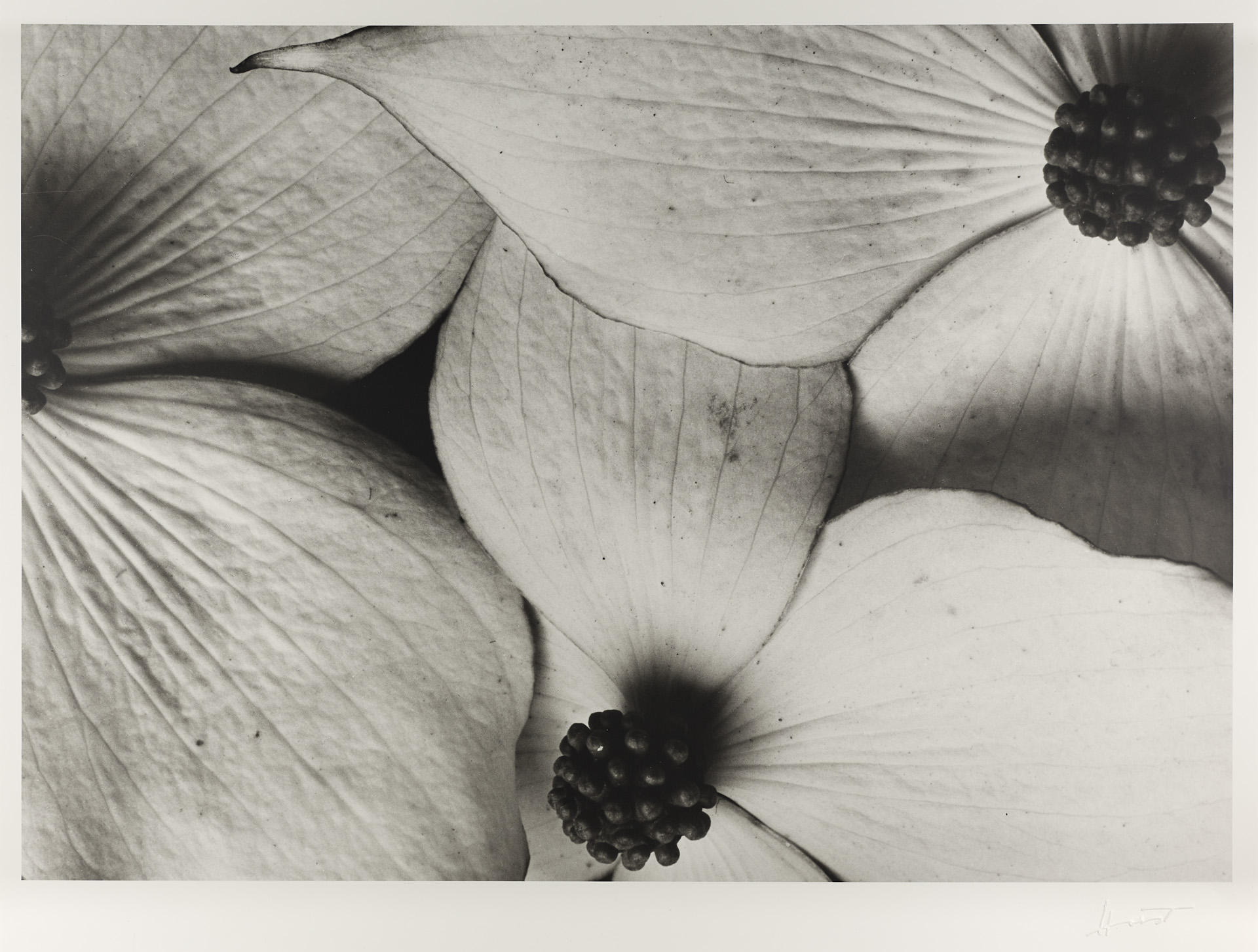 HORST P. HORST (1906–1999) Dogwood Flowers, Cornus Kousa, New York 1944