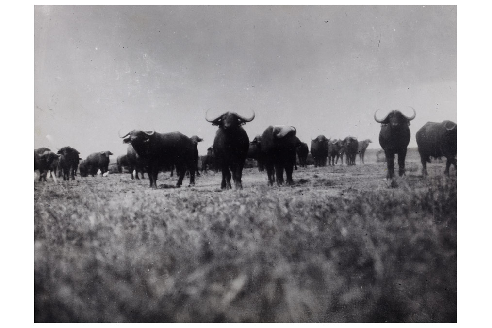 Buffalos, Henri Cartier-Bresson (1908 - 2004)