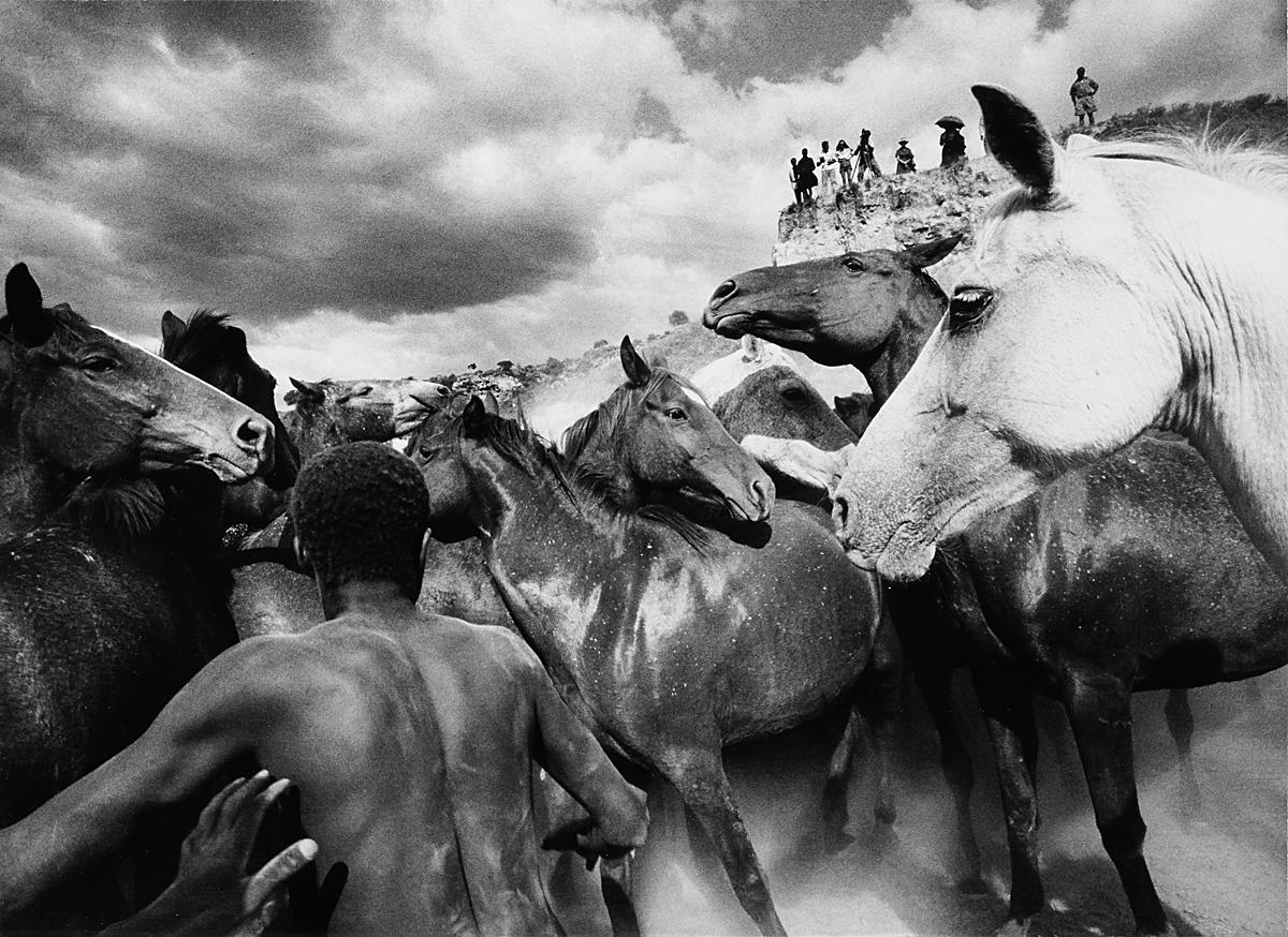 ULRICH MACK (* 1934) Wild horses, Kenya 1964