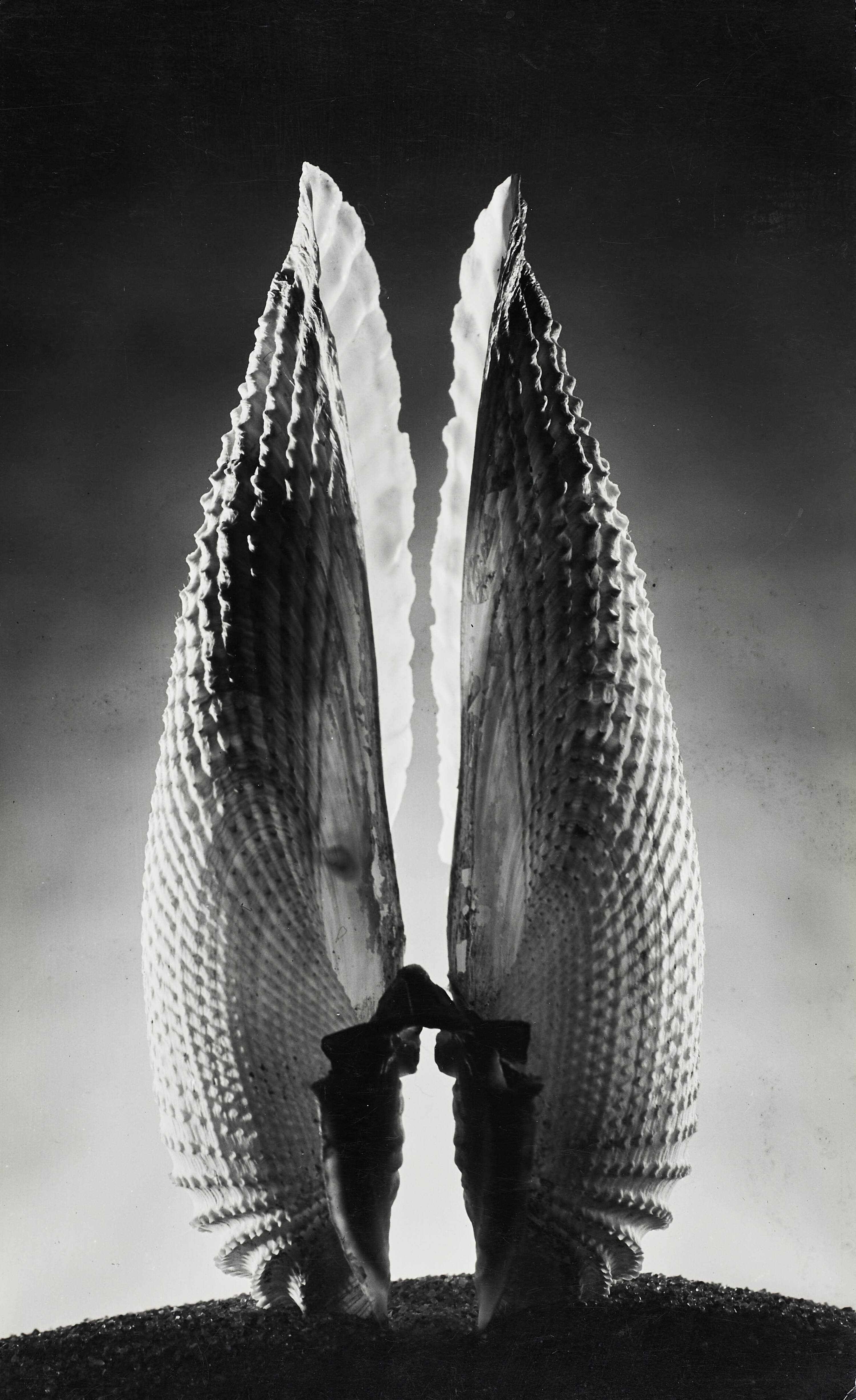 RUTH BERNHARD (1905–2006) - Angelwing Shell, California 1943