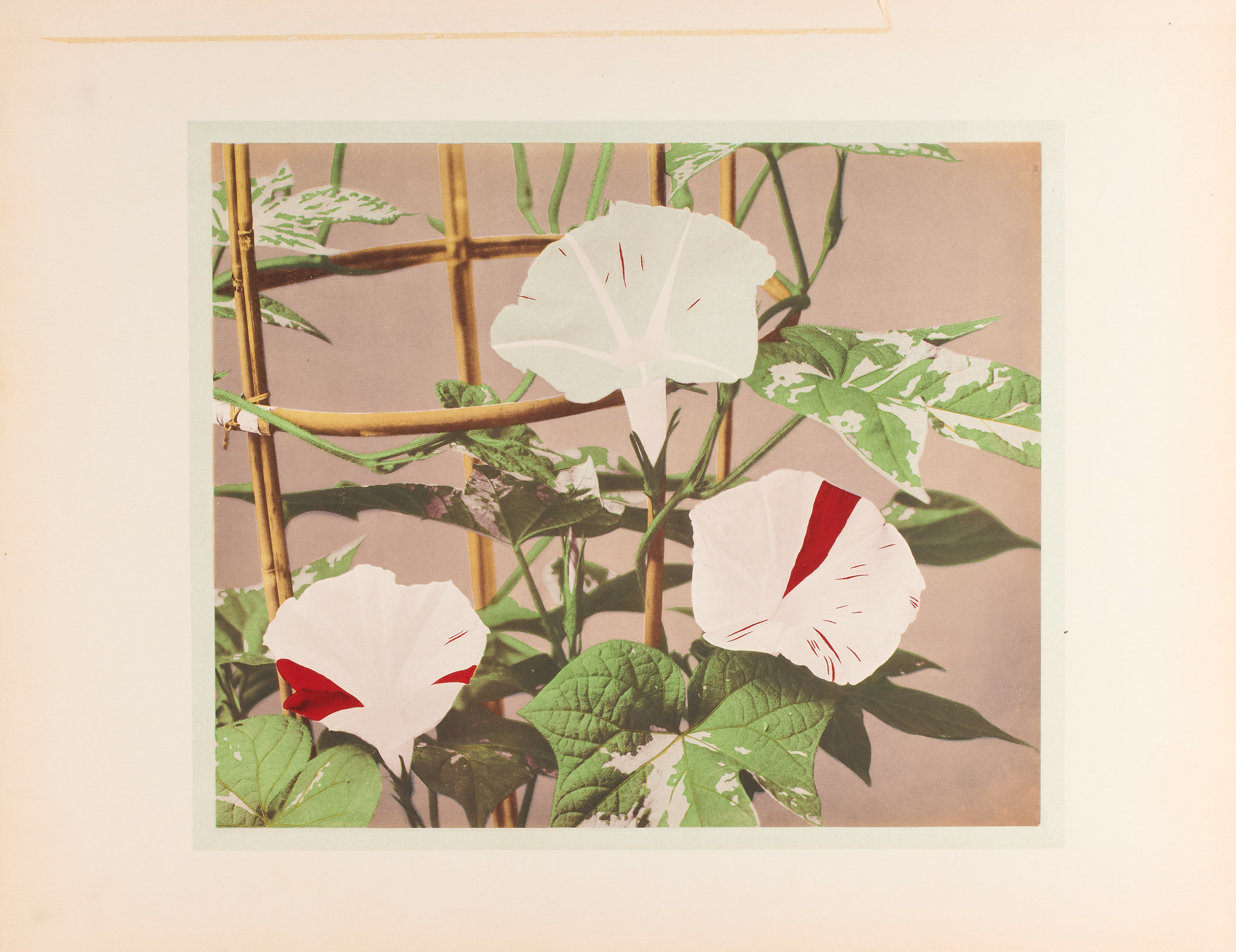 OGAWA KAZUMASA (1860-1929) - Multi-coloured collotype of a morning glory, Japan 1890s