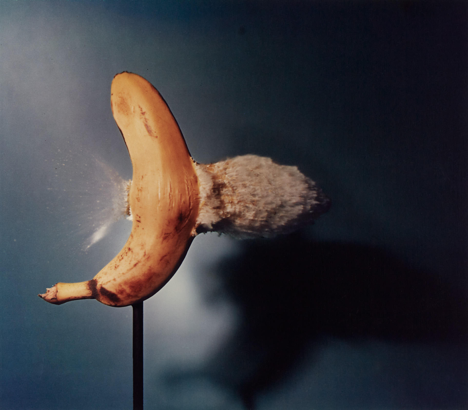 HAROLD EDGERTON (1903–1990) Bullet Through Banana, MIT Massachusetts 1964