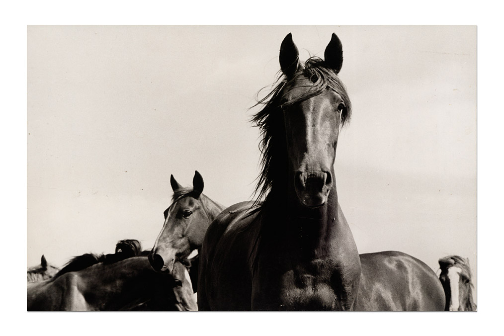 René Burri (*1933), Pferde / Horses