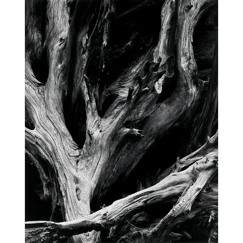 Ansel Adams (1902–1984), ›Sequoia Roots, Yosemite National Park, California‹