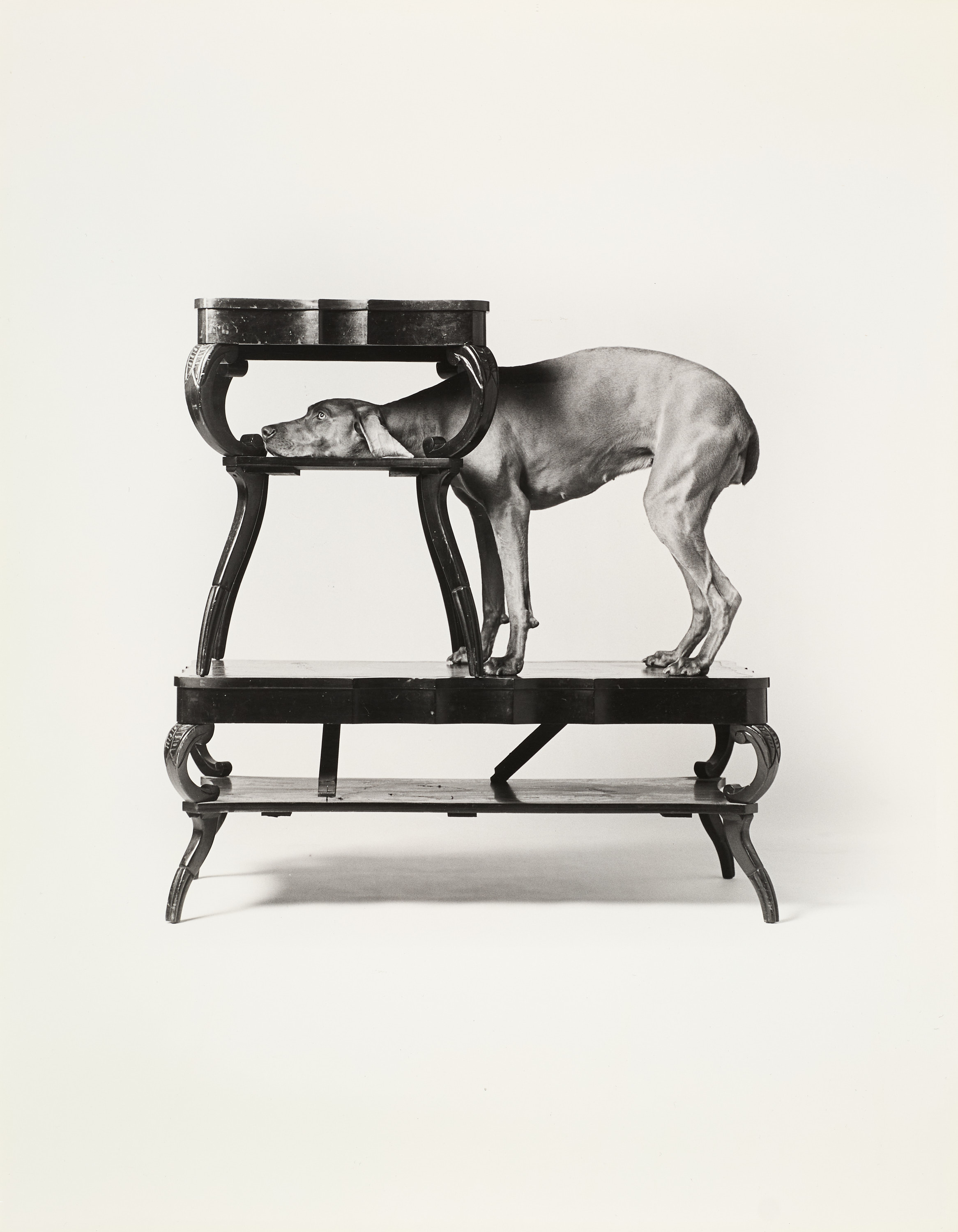 WILLIAM WEGMAN (* 1943) - In/on-on, New York 1989