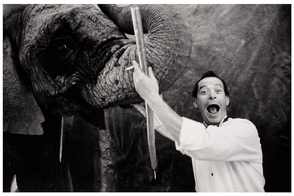 Elephant in circus, Iva Zímová (* 1956)