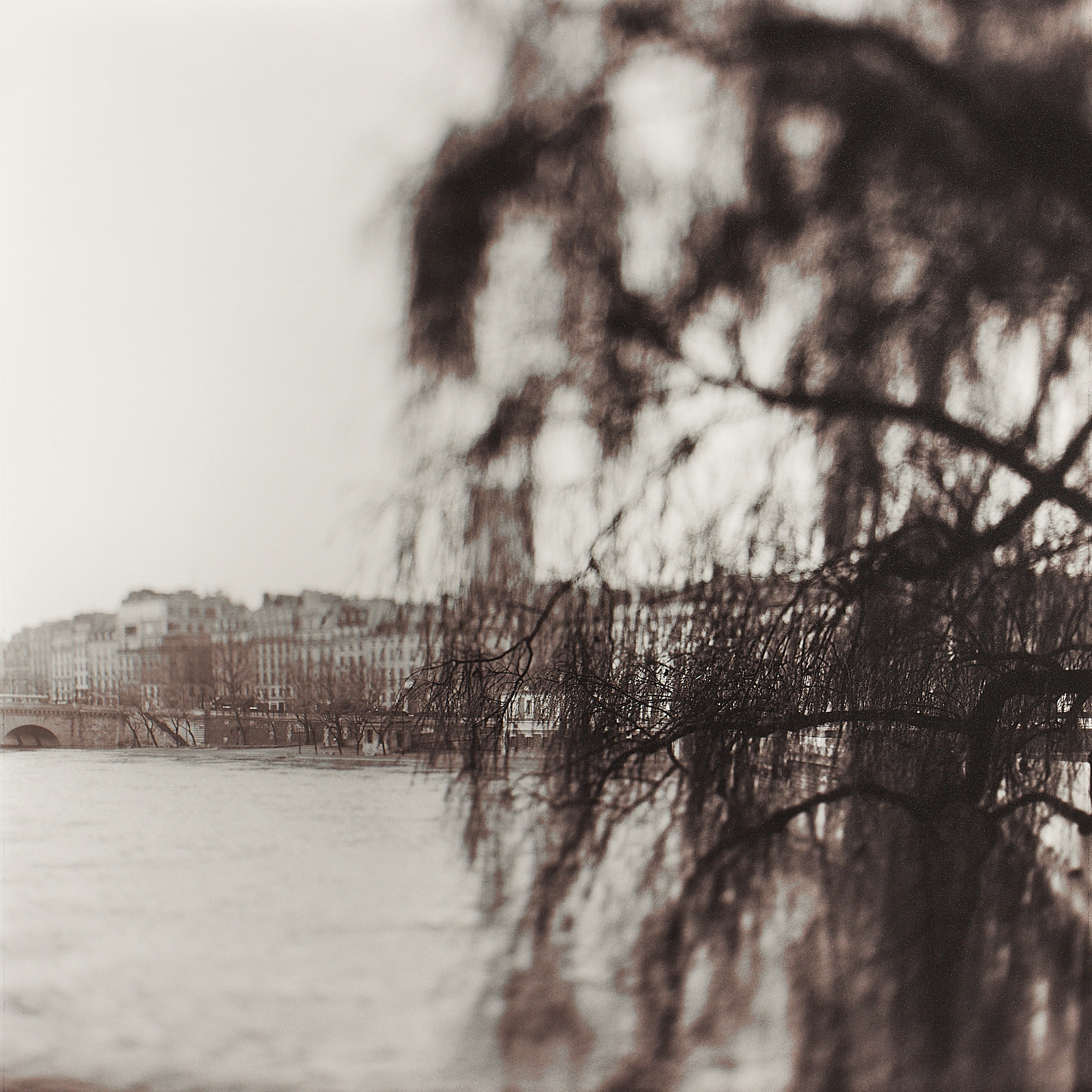 KEITH CARTER (* 1948) - Oldest Tree in Paris, 1999