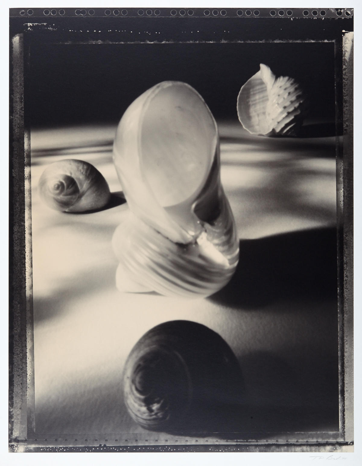 TOM BARIL (* 1952) ‘Shells’, 1994