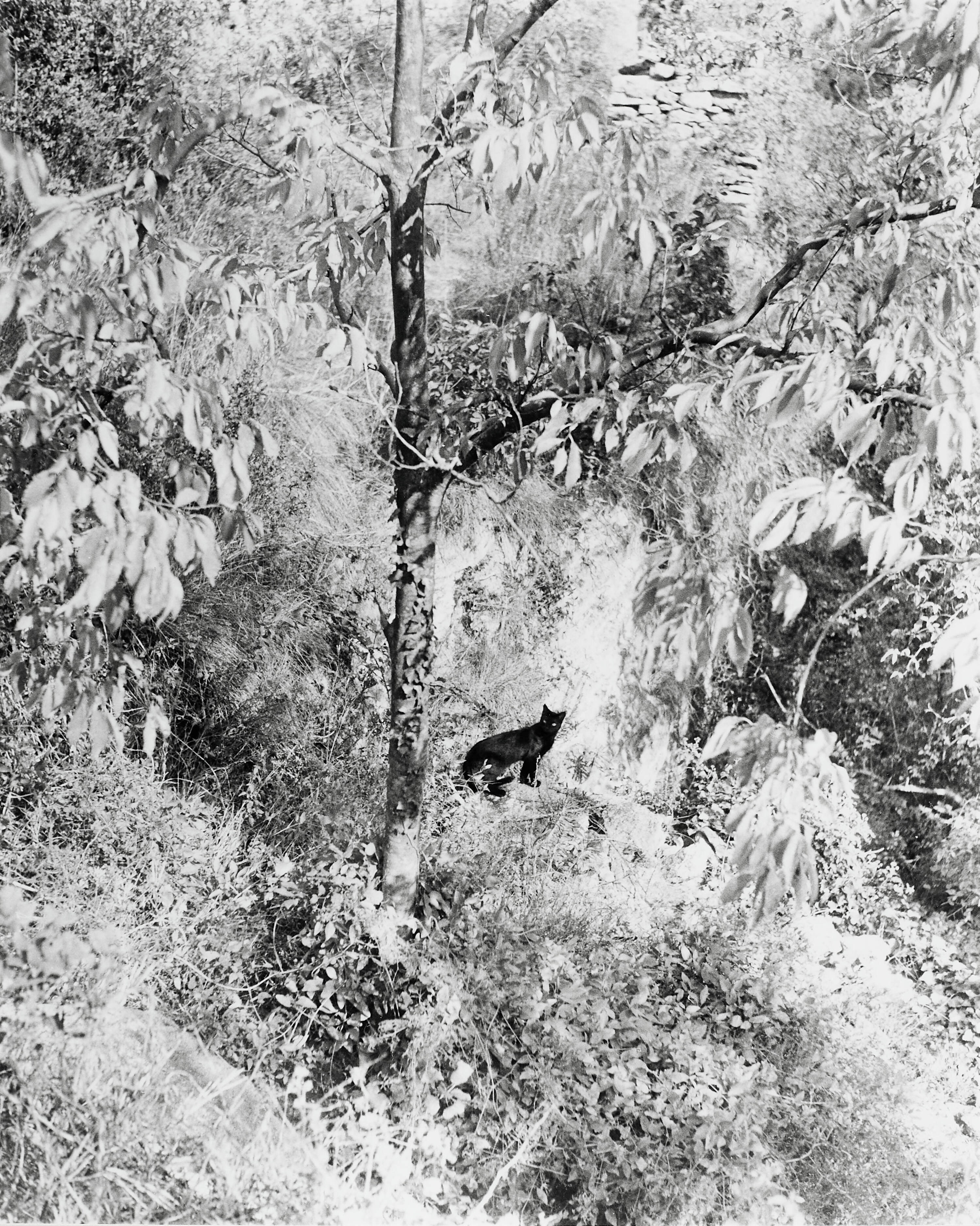 WILLY RONIS (1910–2009) - Le chat supris, Gordes 1951