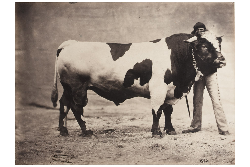 "Taureau Fribourgeois",  Award-winning bull, Adrien Tournachon / Nadar Jeune (1825 - 1903)