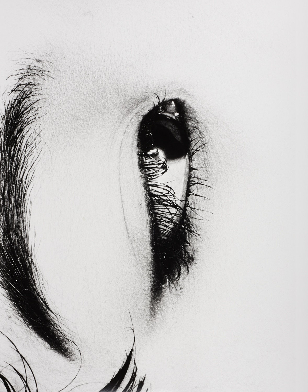 NOBUYOSHI ARAKI (* 1940) Untitled (Erotos), c. 2000 NOBUYOSHI ARAKI (* 1940) Untitled (Erotos), c. 2000