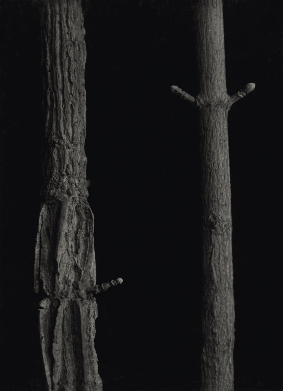 ALBERT RENGER-PATZSCH (1897–1966) Buds embedded in bark, 1930s