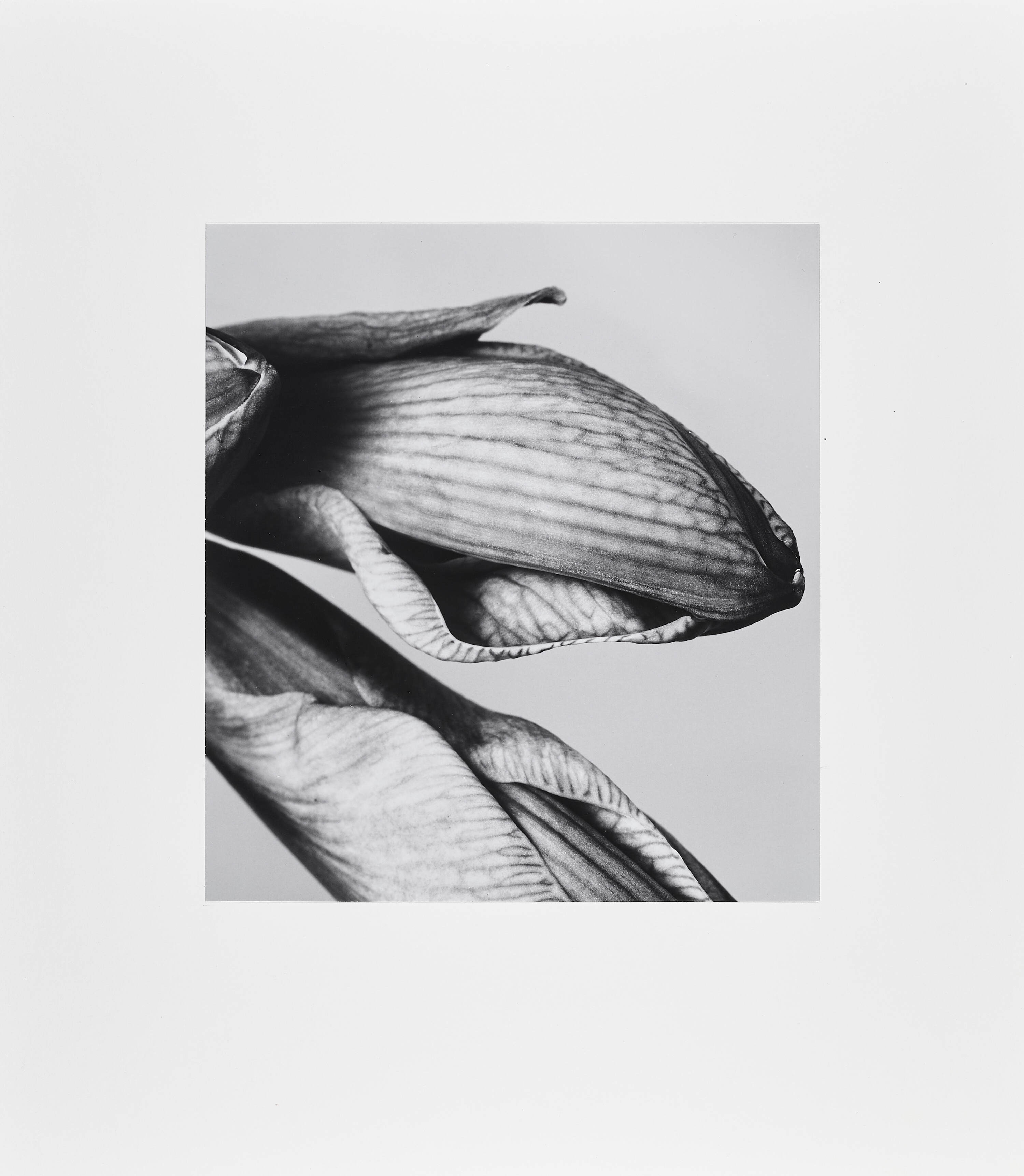 ELFRIEDE MEJCHAR (1924 - 2020) - Amaryllis VII,  Vienna 1985