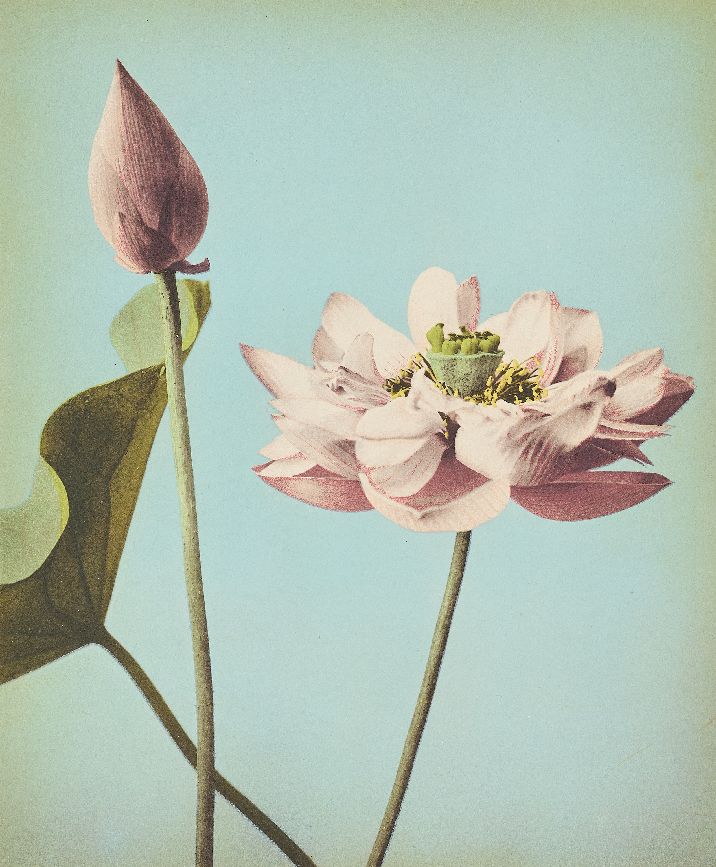 OGAWA KAZUMASA (1860-1929) - Multi-coloured collotype of a lotus blossom, Japan 1890s