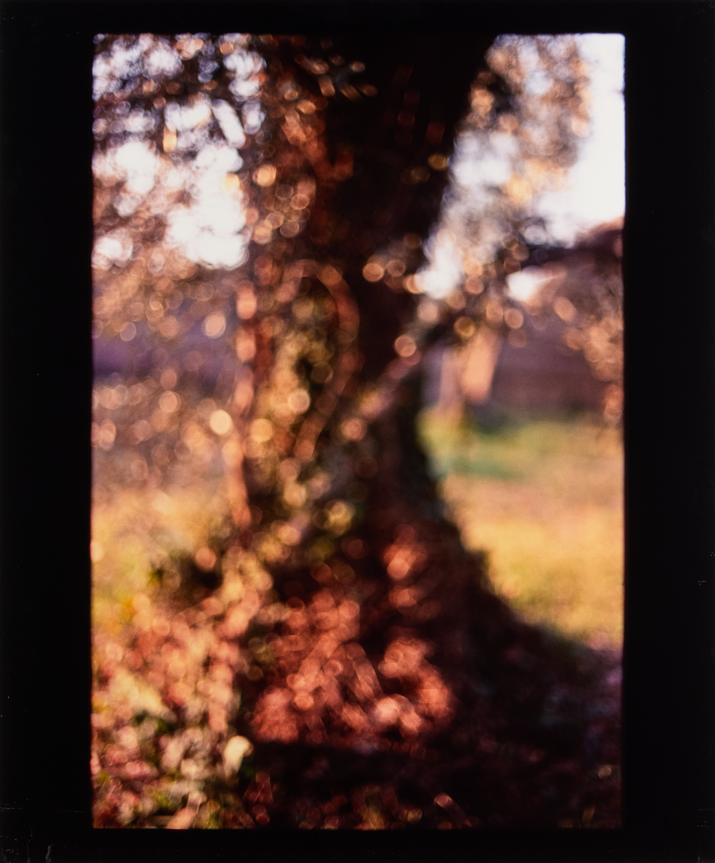 DAVID ARMSTRONG (1956–2014) -"Arbor" Portofolio with six Cibachrome prints, 1999