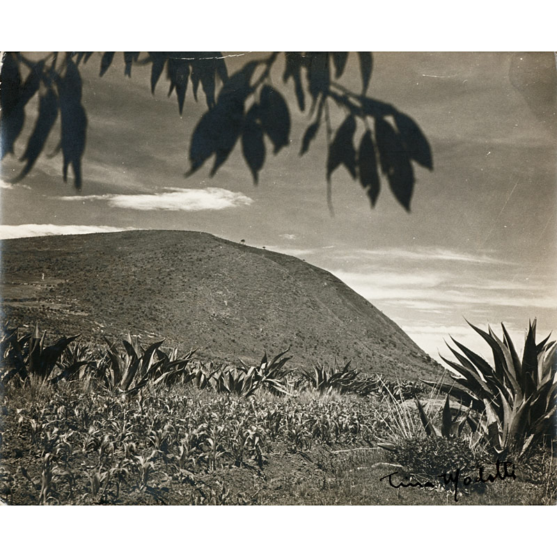 Tina Modotti (1896–1942) ,  Landscape