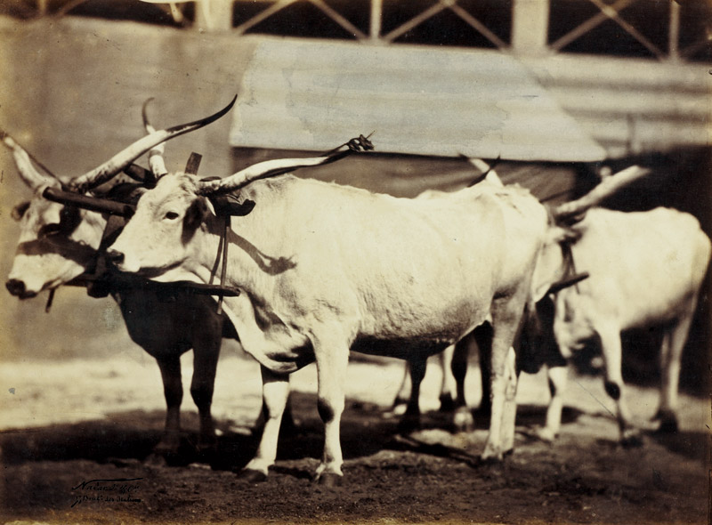 Adrien Tournachon / Nadar Jeune (1825–1903), Agricultural expo