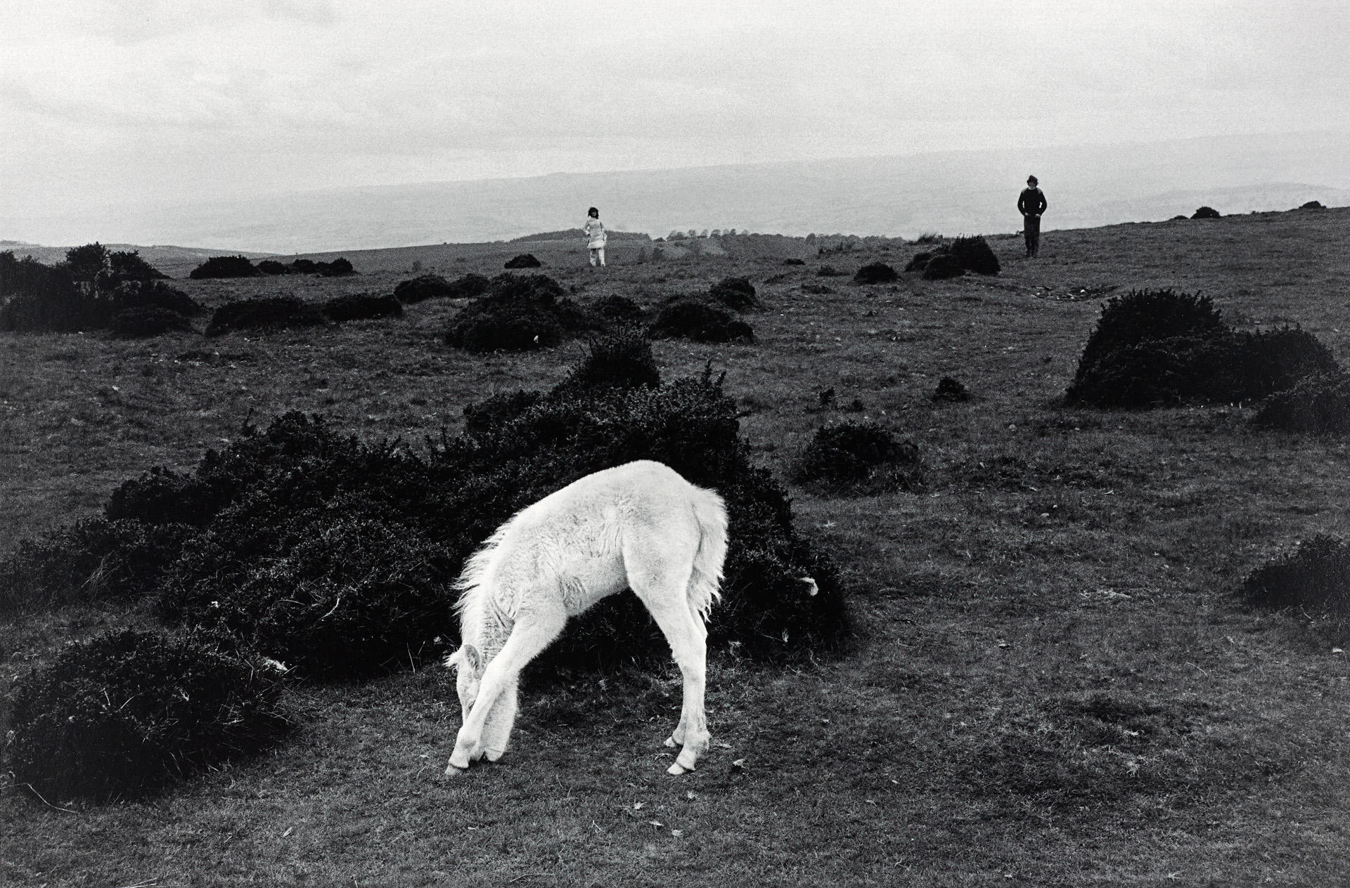 DAVID HURN (* 1934) Brecon Beacons Wild Pony, Wales 1974 * DAVID HURN (* 1934) Brecon Beacons Wild Pony, Wales 1974 *