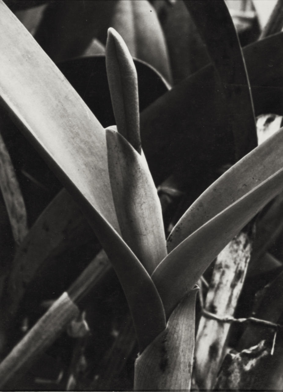 ALBERT RENGER-PATZSCH (1897–1966) Lilia, 1930s