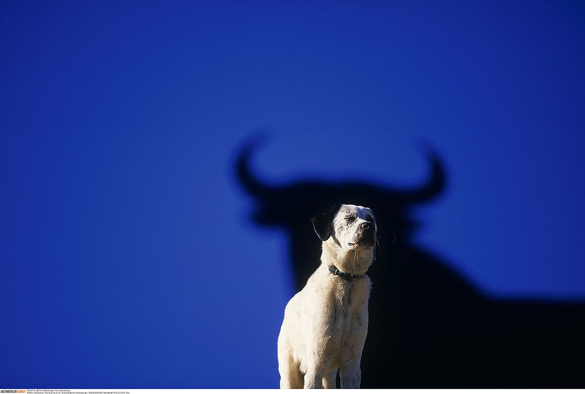 TONI ANZENBERGER (* 1969) ‘Stier-Pecorino’, Spain 1999