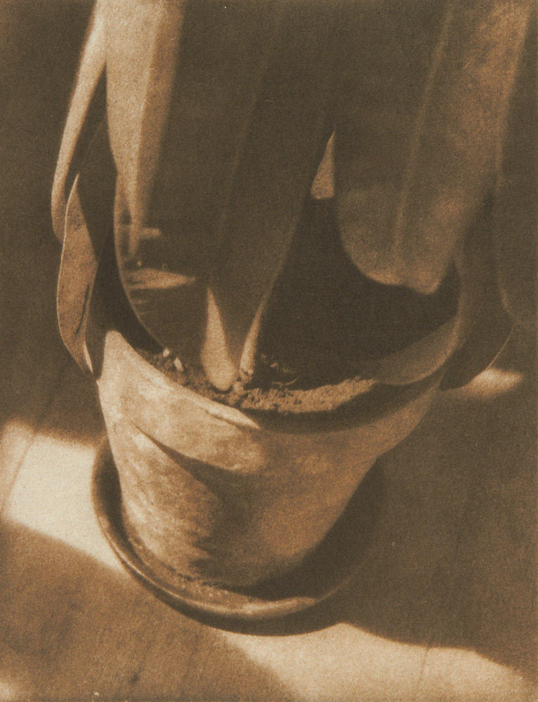 HEINRICH KÜHN (1866–1944) ‘Der Gummibaum’ (The Rubber Plant), 1929