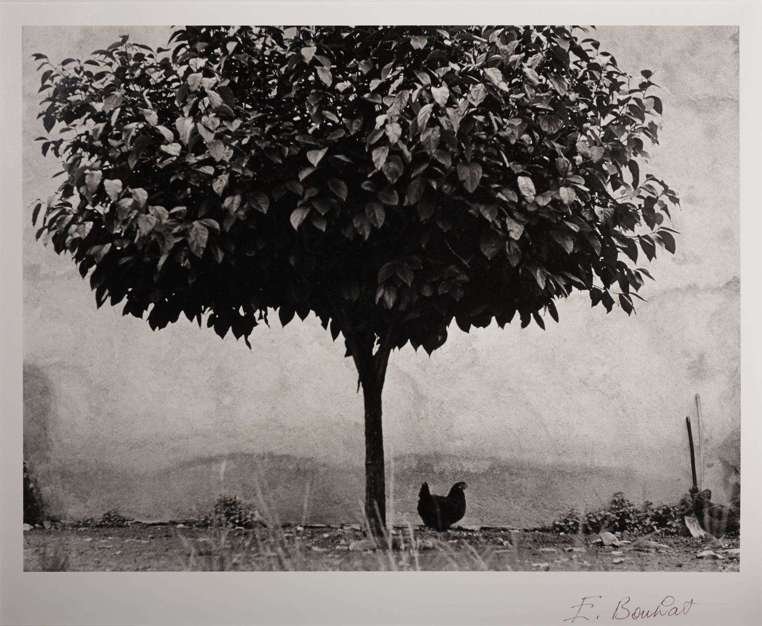 ÉDOUARD BOUBAT (1923–1999) ‘La poule e l'arbre’, France 1950 ÉDOUARD BOUBAT (1923–1999) ‘La poule e l'arbre’, France 1950