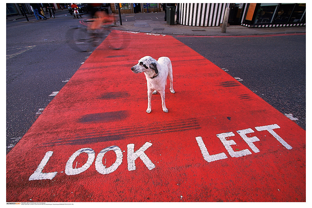 Toni Anzenberger, ›Pecorino Look Left‹ Toni Anzenberger, ›Pecorino Look Left‹