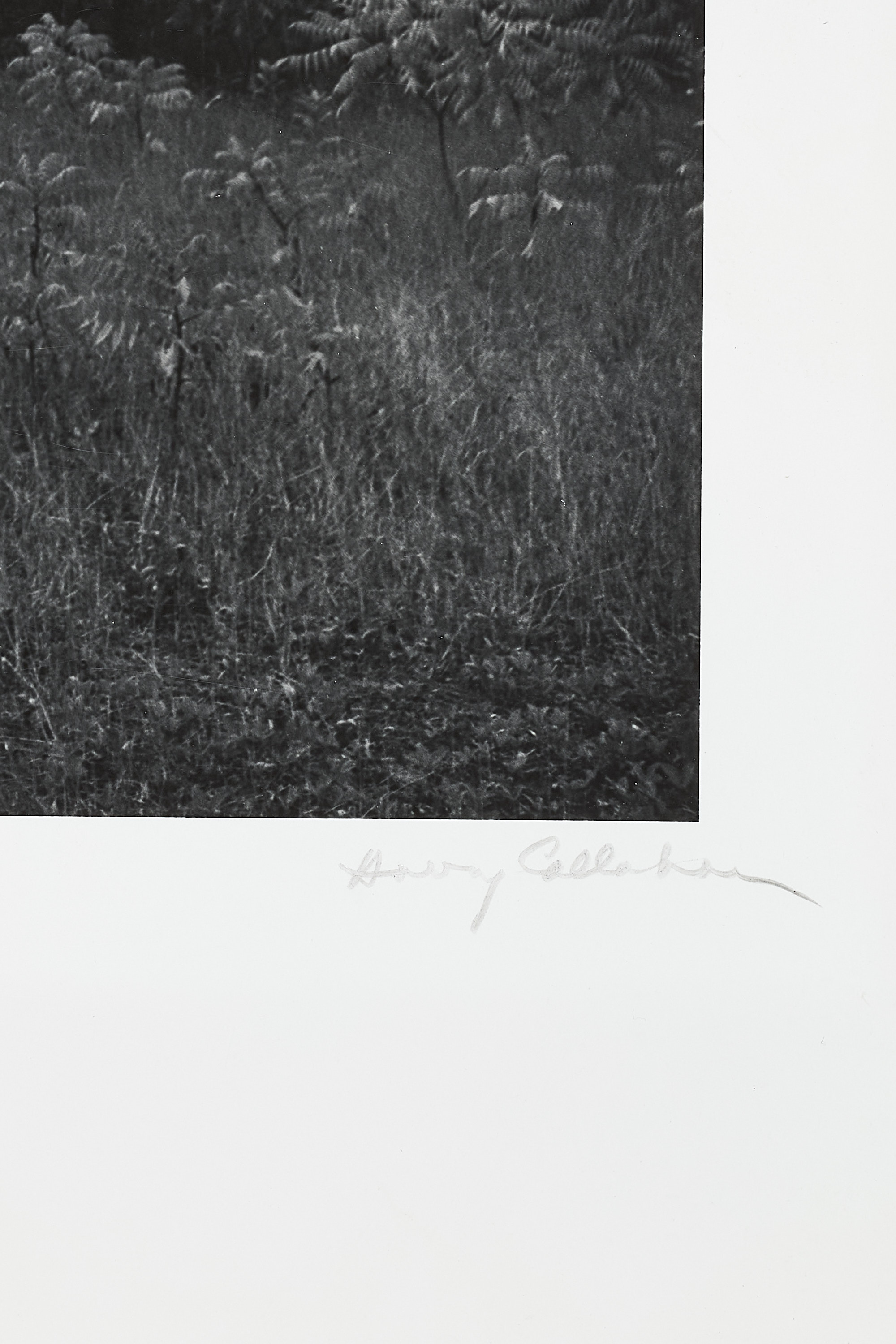 HARRY CALLAHAN (1912–1999) - Eleanor, Port Huron, Michigan 1954