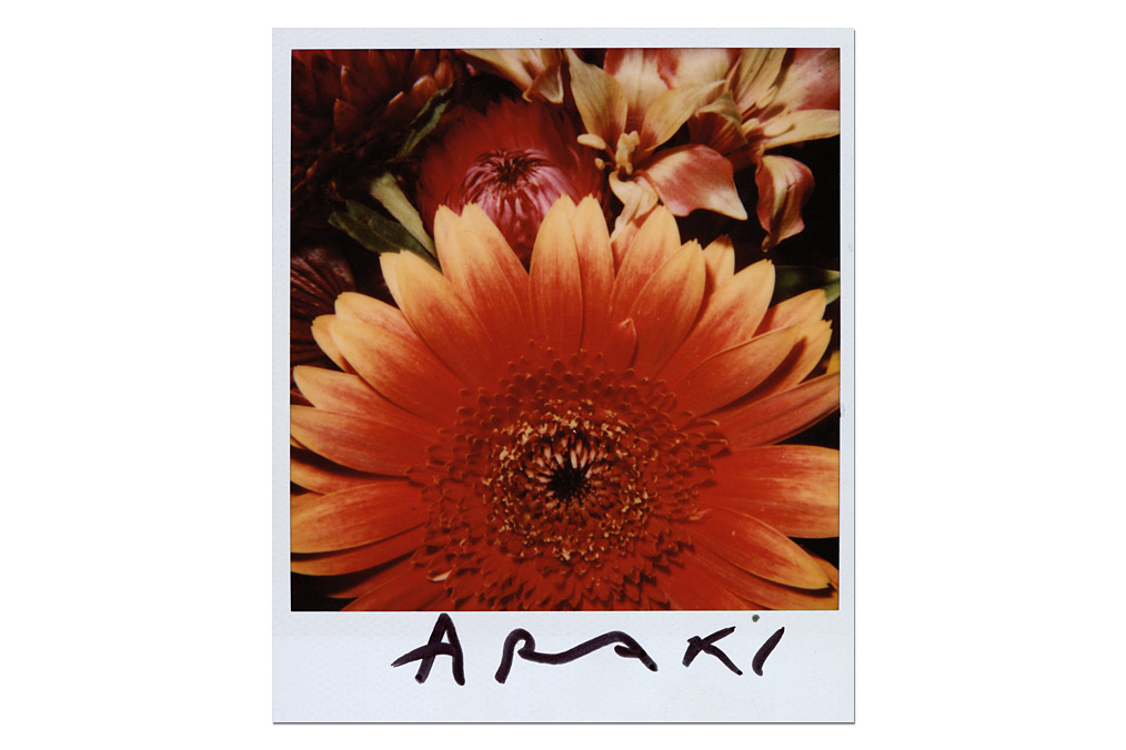 Nobuyoshi Araki (*1940), Blume / Flower