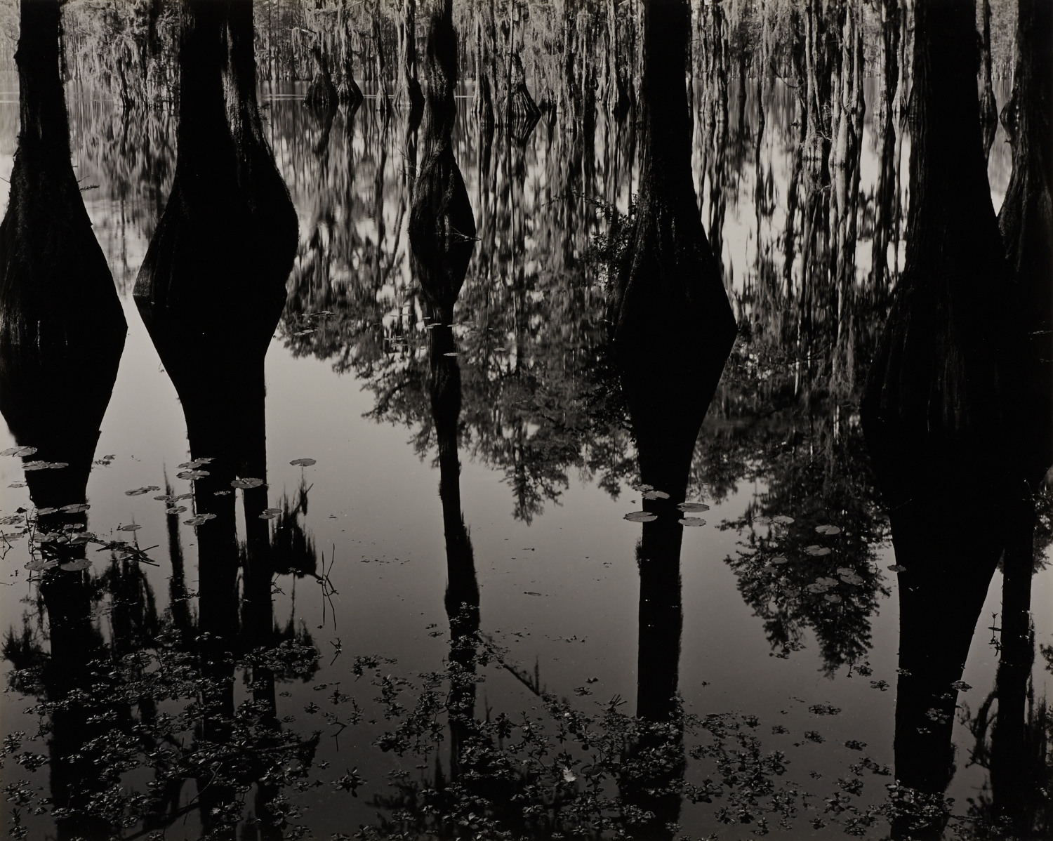 BRETT WESTON (1911–1993) Cypress Trees, North Carolina 1947 BRETT WESTON (1911–1993) Cypress Trees, North Carolina 1947