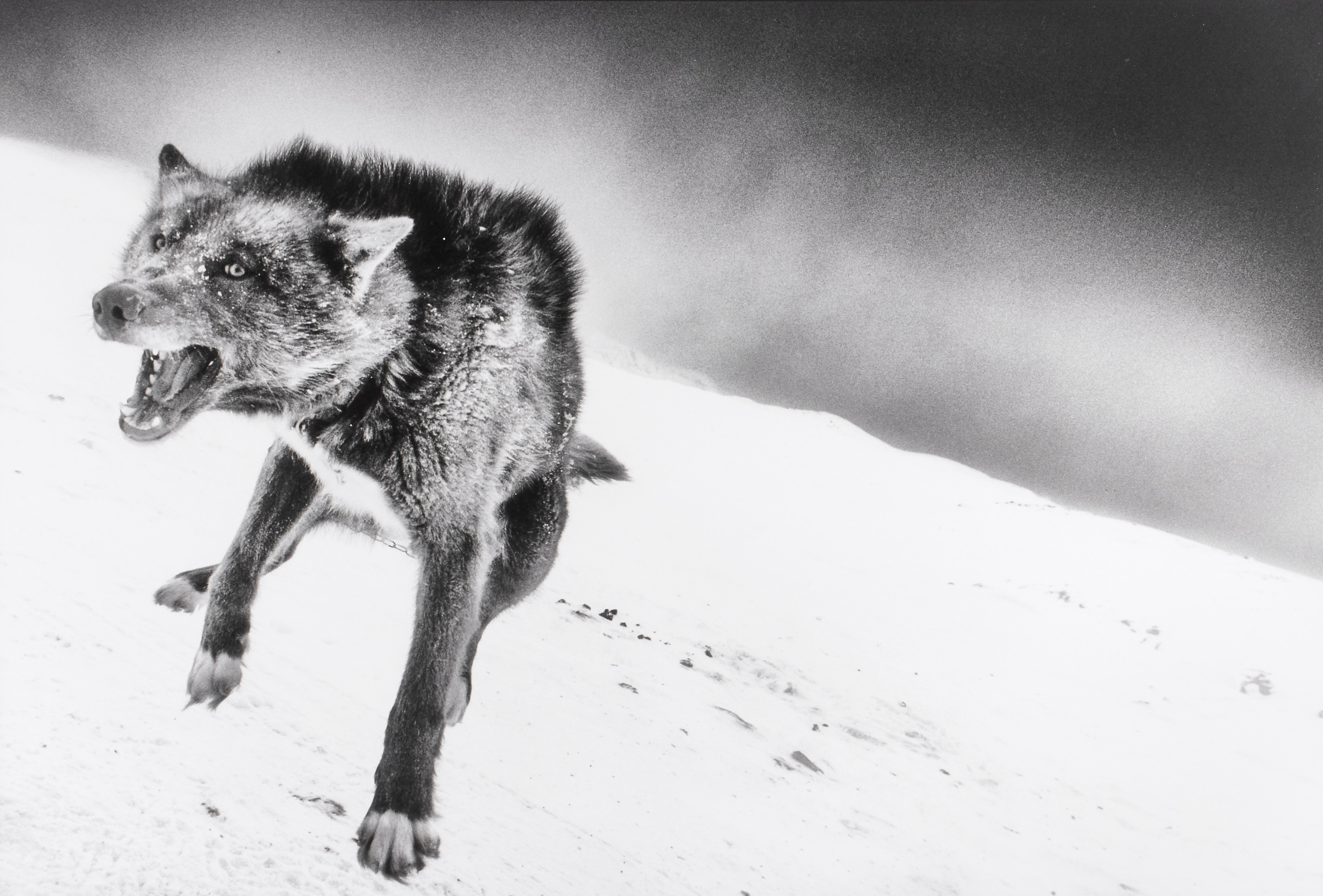 RAGNAR AXELSSON (*1958) - Wolf, Greenland 2017