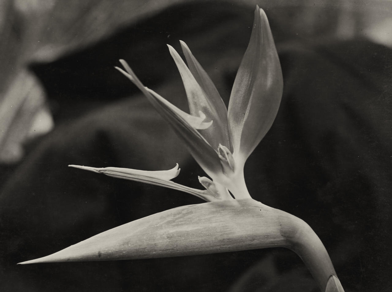 ALBERT RENGER-PATZSCH (1897–1966) Strelitzia reginae (Bird of Paradise), 1930s