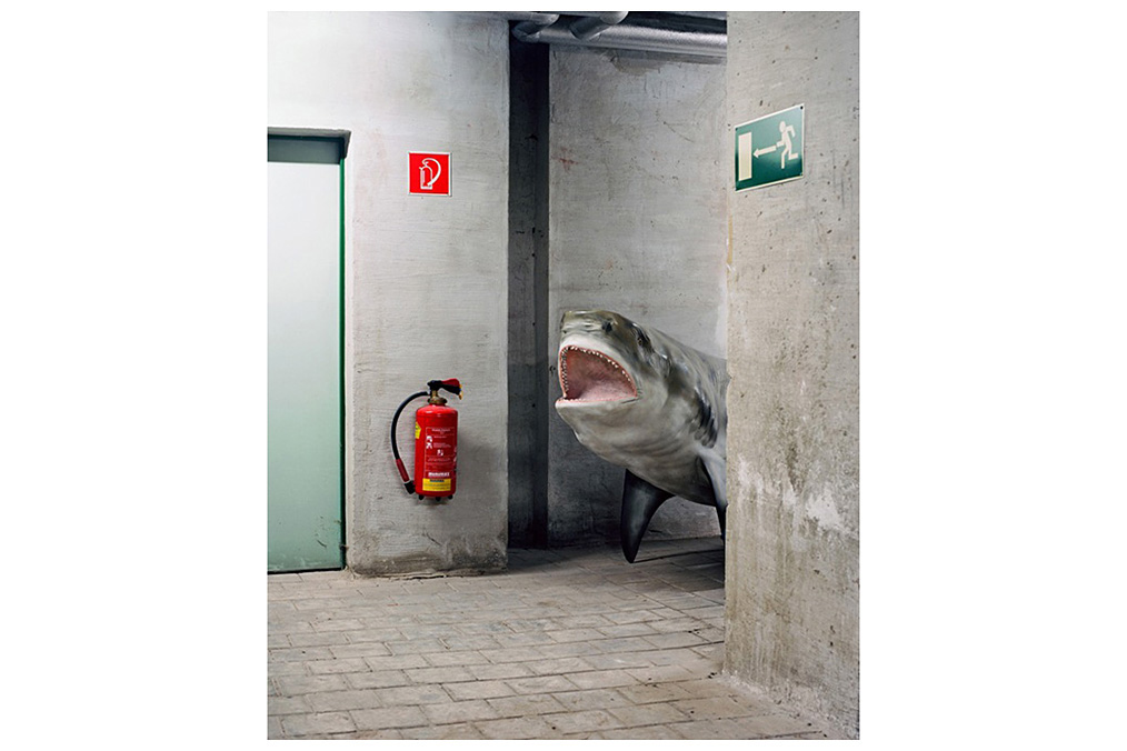 Klaus Pichler, ›Basement shark‹ Klaus Pichler, ›Basement shark‹