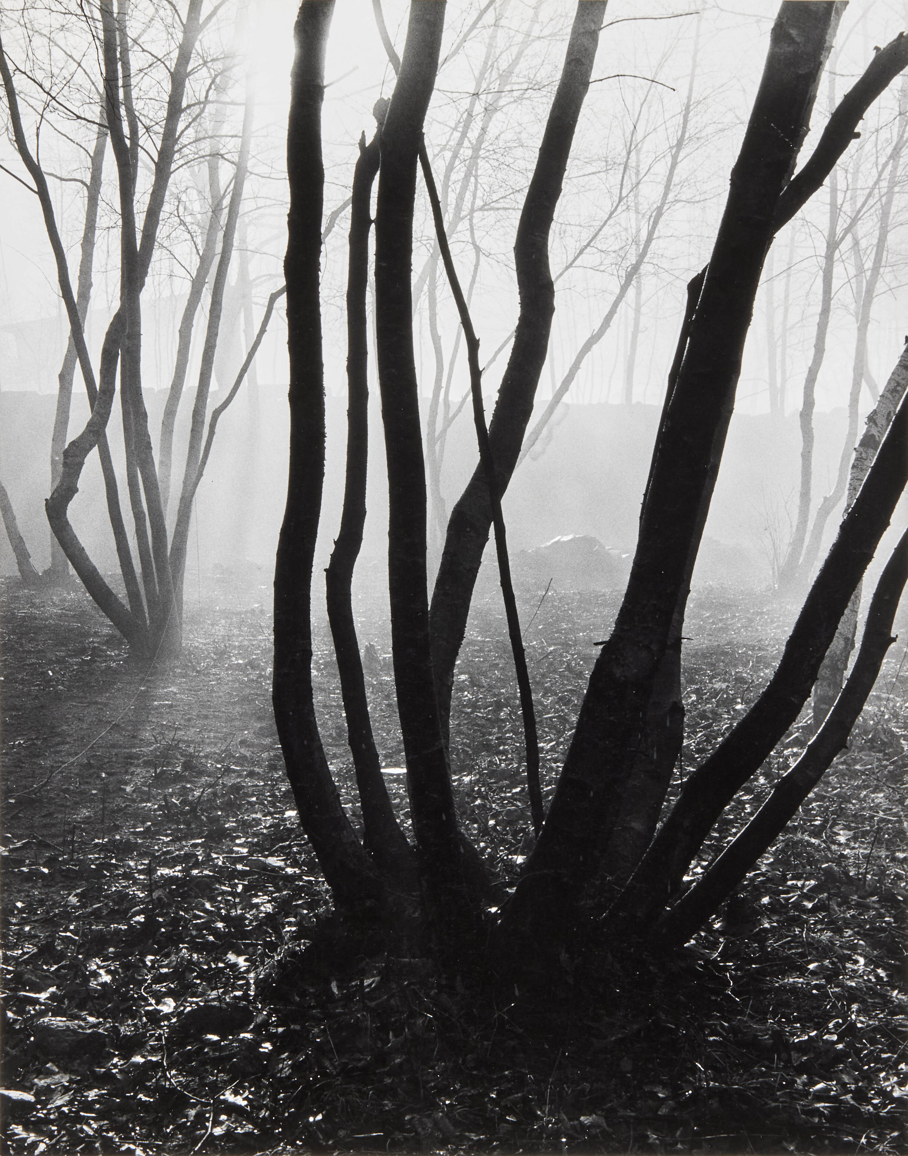 BARBARA MORGAN (1900–1992) - ‘Trees in Fog’, Scarsdale 1941