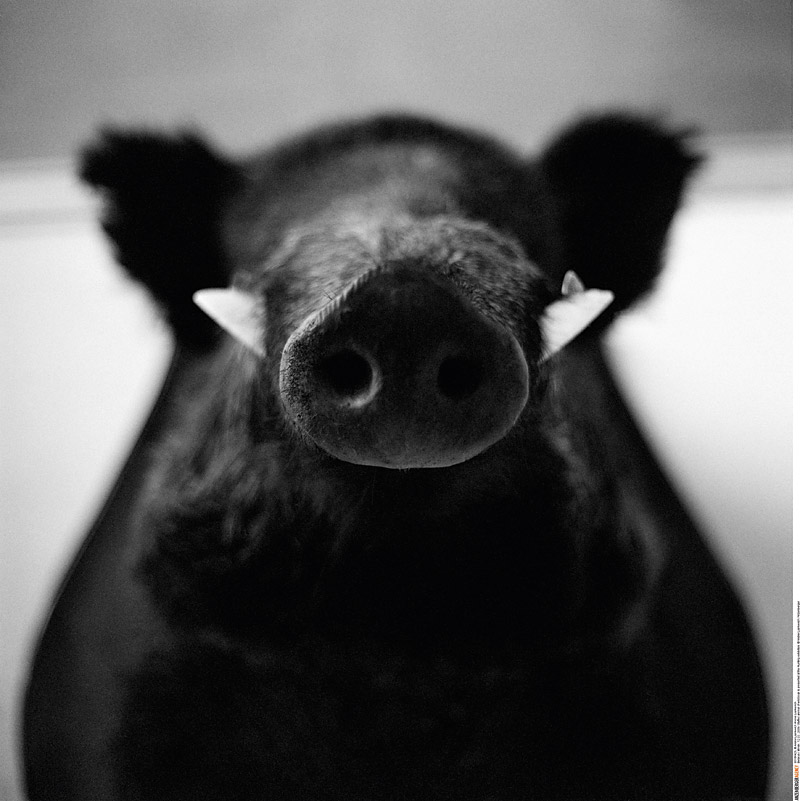 Andrei Liankevich (* 1981), Untitled (from the series ›fake animals‹)