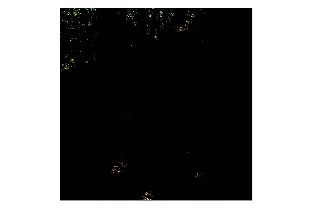 Tatiana Lecomte (*1971), "Wald 5/1"