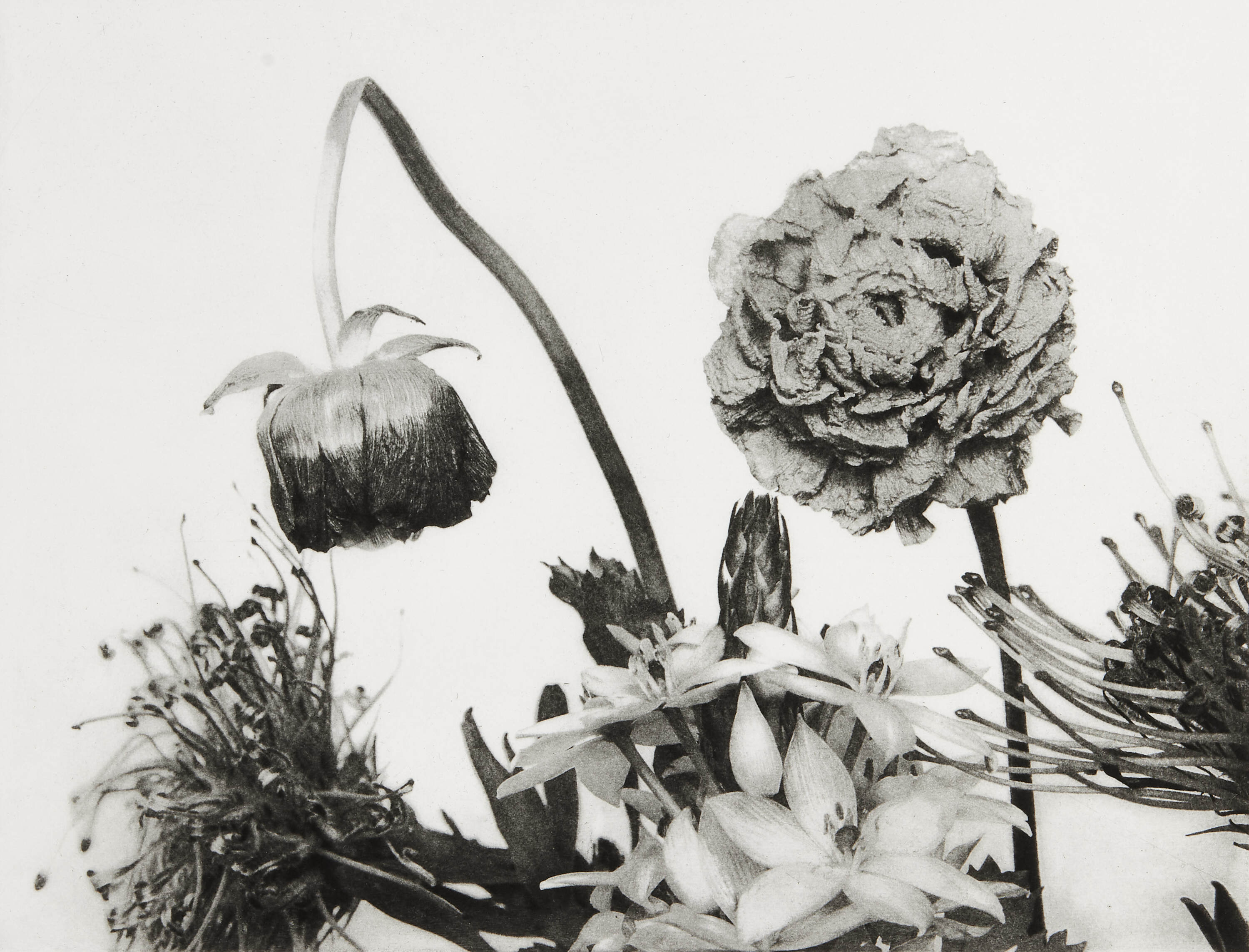 NOBUYOSHI ARAKI (*1940) - Flowers, Tokyo 1997