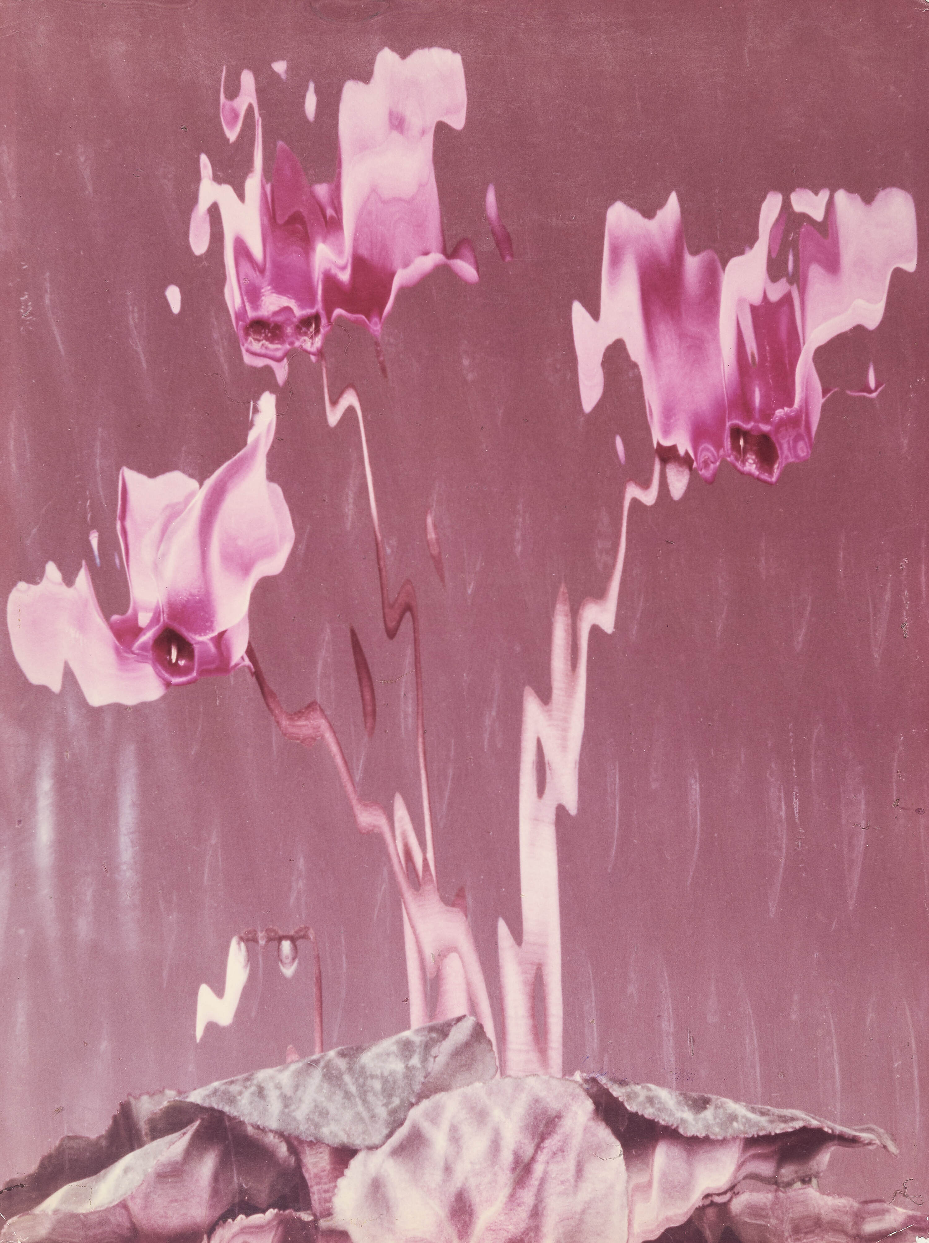 MICHAEL NEUMÜLLER (1891–1980) - Cyklamen, 1961