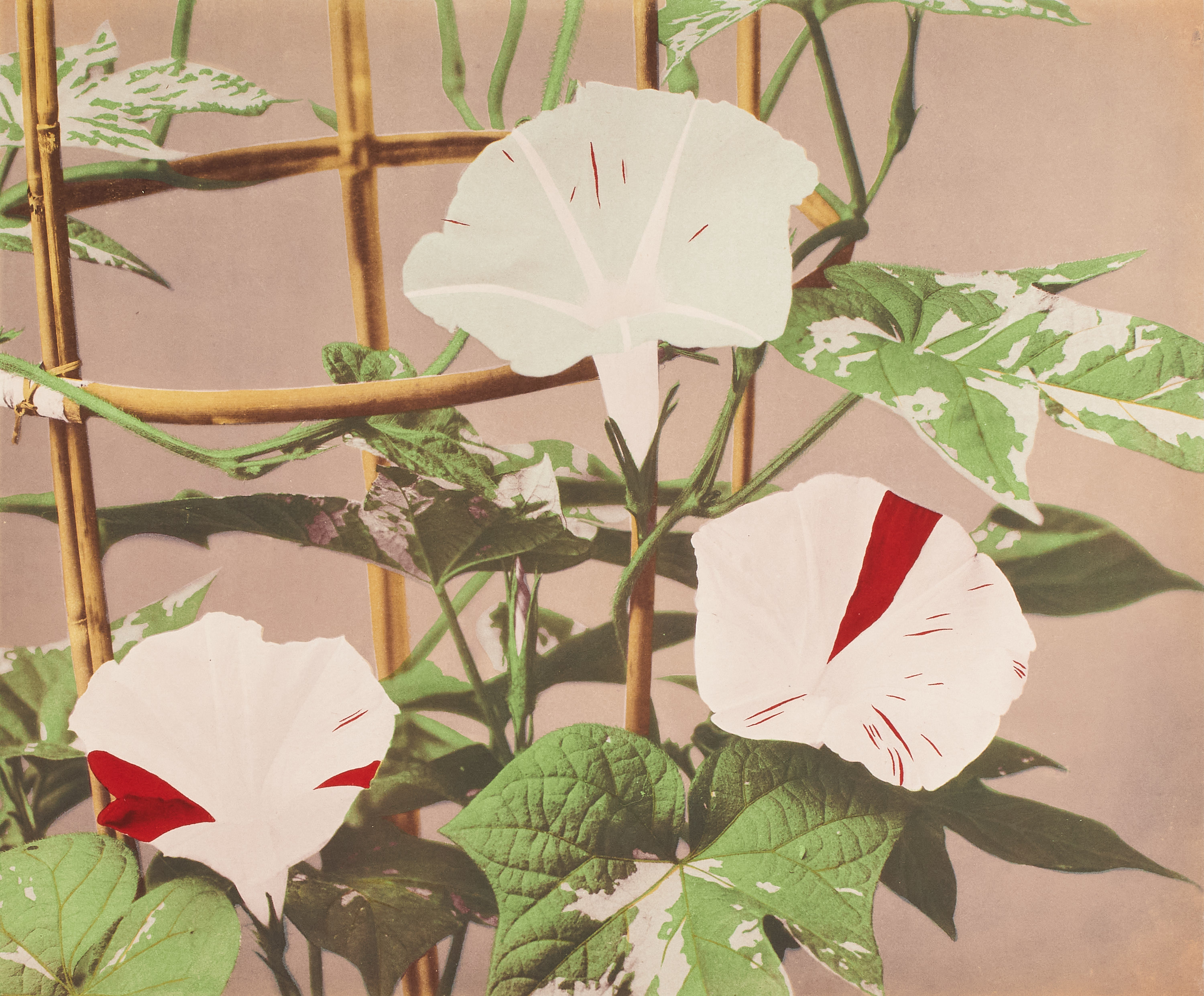 OGAWA KAZUMASA (1860-1929) - Multi-coloured collotype of a morning glory, Japan 1890s
