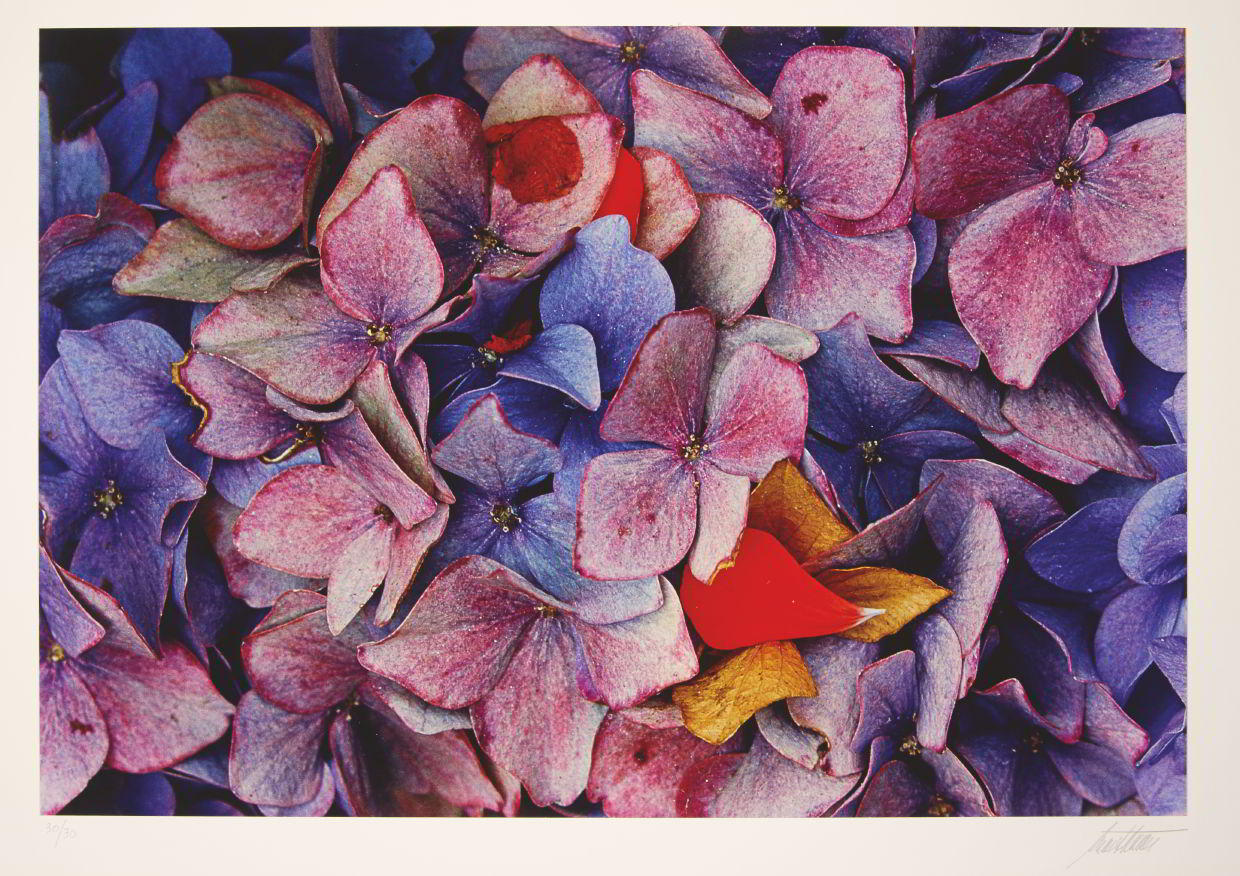 ERNST HAAS (1921–1986) ‘Hydrangeas’ (from ‘Flowers I’), 1982