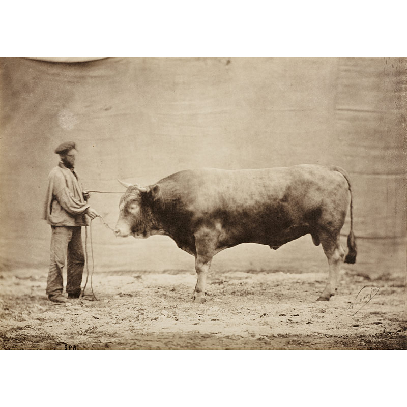 Adrien Tournachon / Nadar Jeune (1825–1903) , Agricultural exhibition