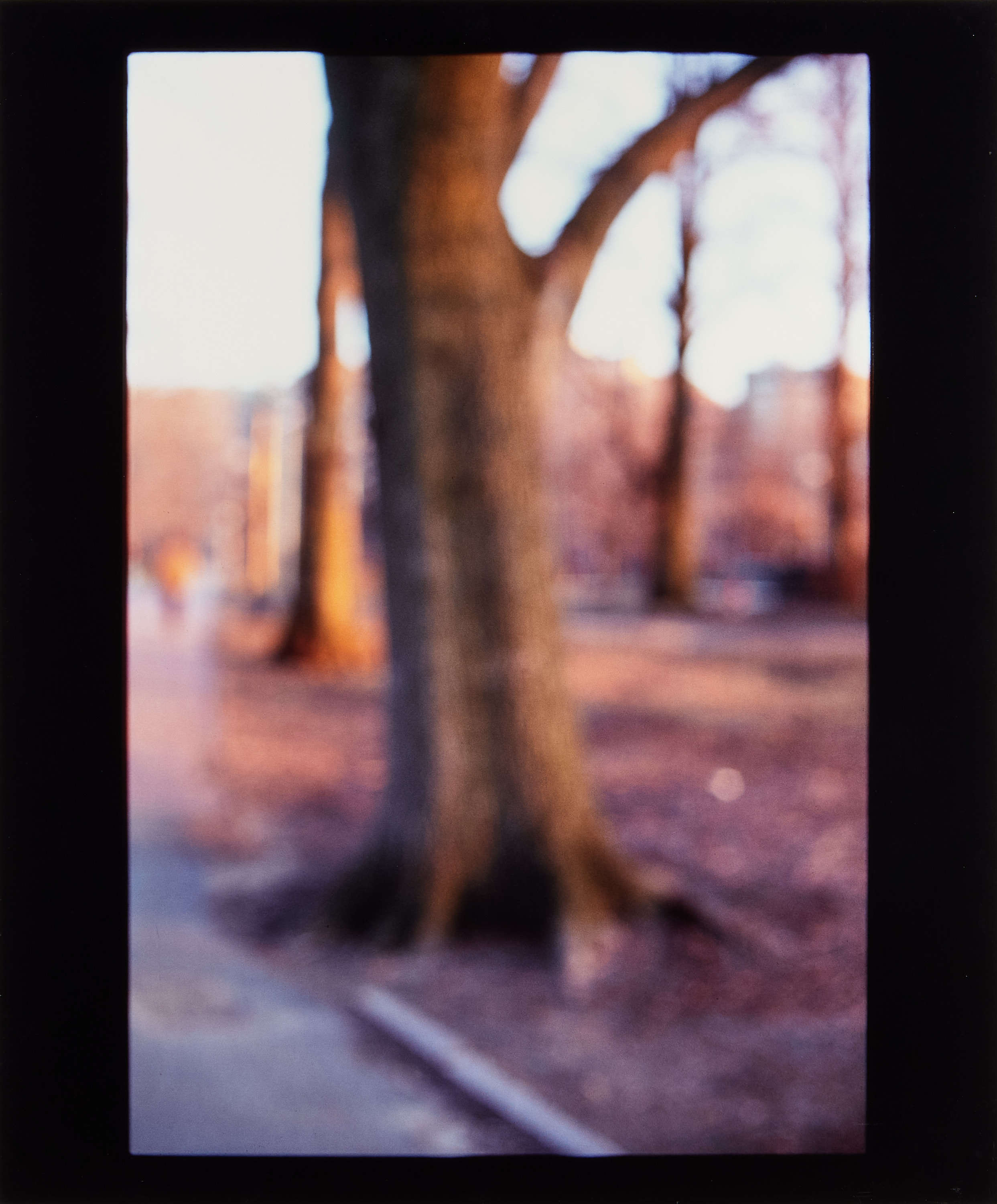 DAVID ARMSTRONG (1956–2014) -"Arbor" Portofolio with six Cibachrome prints, 1999
