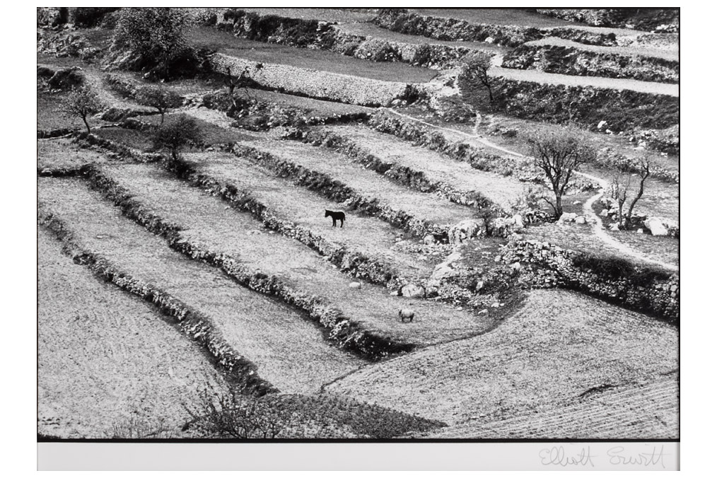 Black donkey, Elliott Erwitt (* 1928)