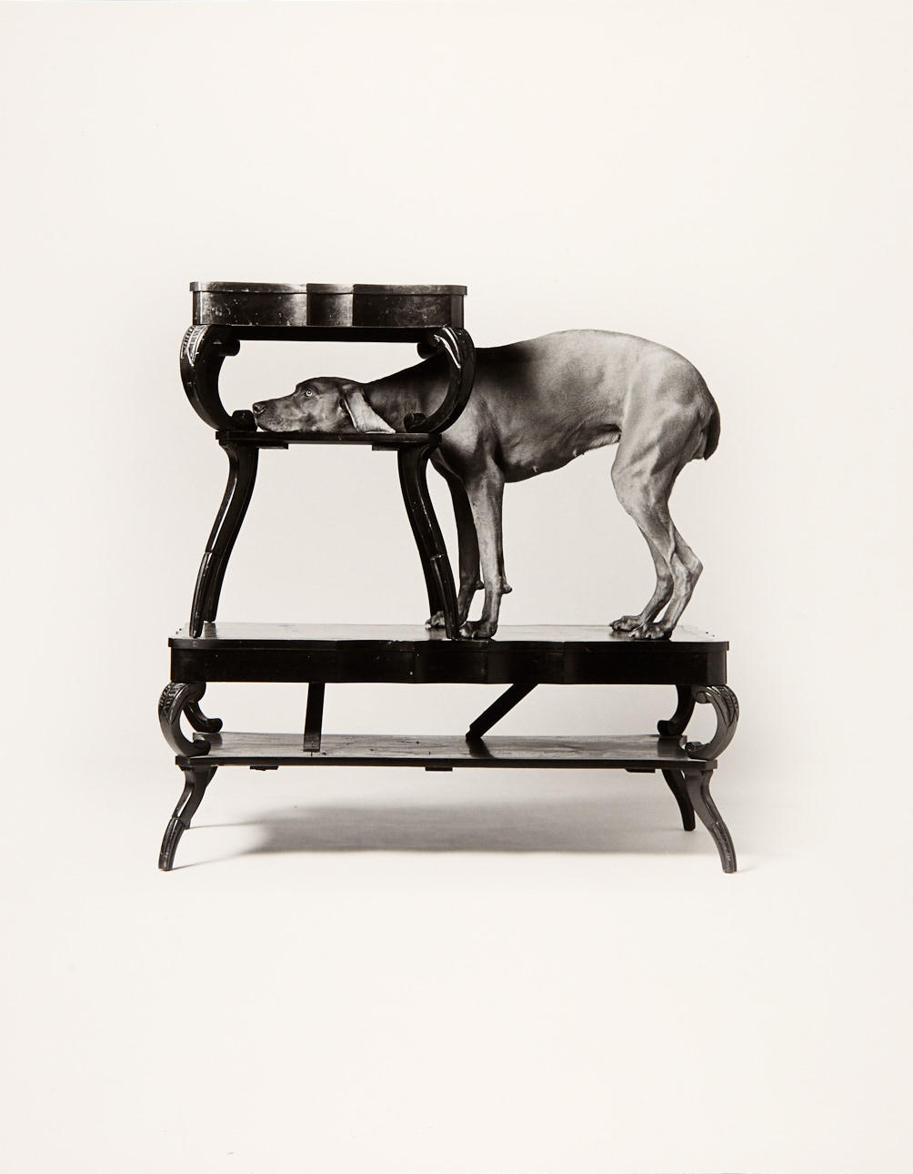 WILLIAM WEGMAN (* 1943) ‘In/on-on’, 1989