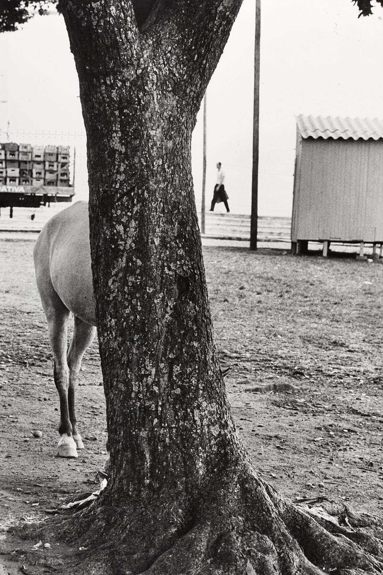 ELLIOTT ERWITT (* 1928) Salvador da Bahia, Brasil 1963 ELLIOTT ERWITT (* 1928) Salvador da Bahia, Brasil 1963